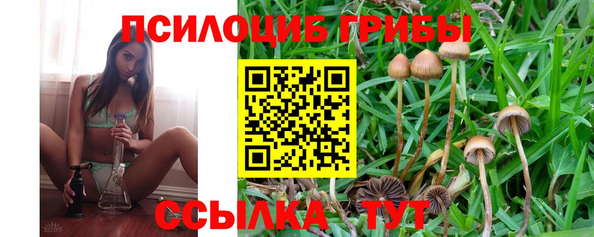 Псилоцибиновые грибы Psilocybine cubensis Лыткарино